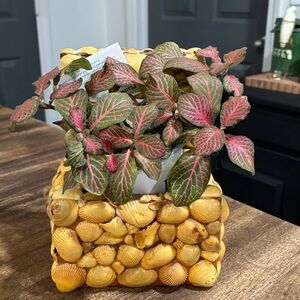 Handmade Shell Planter/Vignette Holder